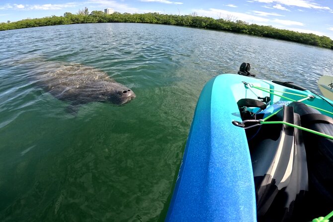 Guided Pedal Kayaking Tour - Key Points