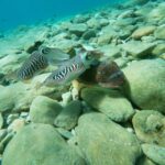 heraklion beginner friendly snorkeling trip 2 Heraklion: Beginner-Friendly Snorkeling Trip