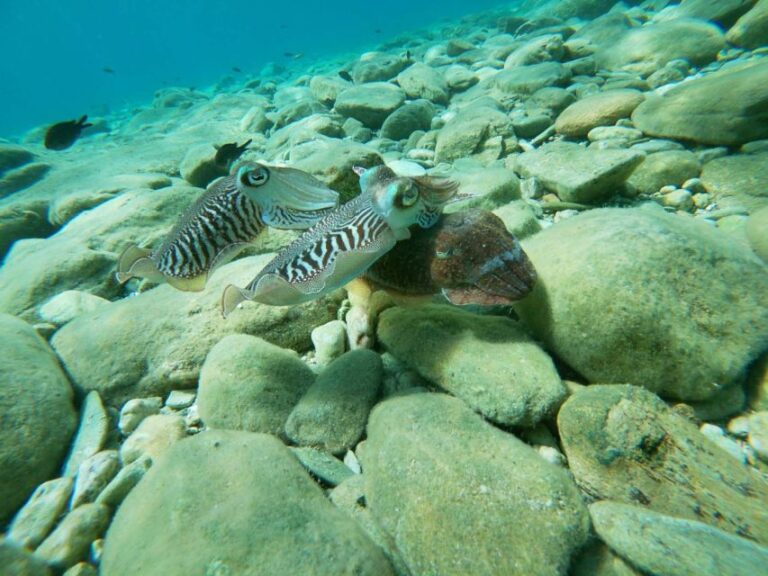 Heraklion: Beginner-Friendly Snorkeling Trip