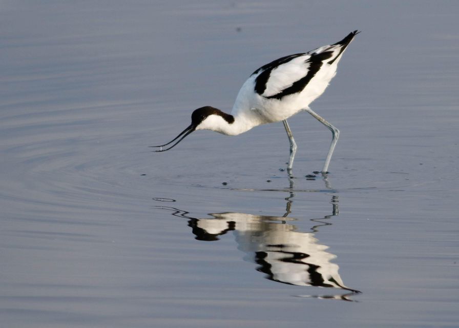 New Forest Discovery Walk (Lymington) - Key Points