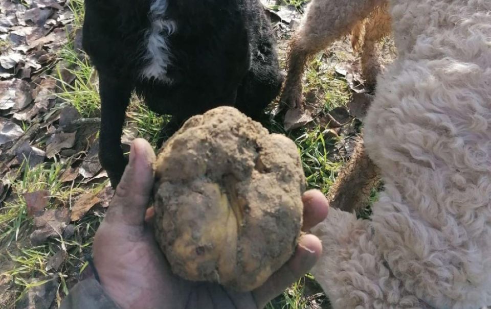 Siena - Truffle Hunting in the Sienese Woods With Tasting - Key Points