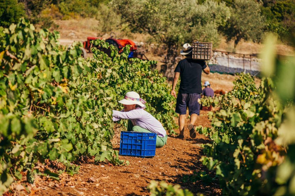 Zakynthos: Vineyard & Winery Tour With Local Winemaker - Tour Details