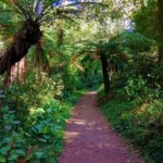 1 bussaco forest walking experience half day from coimbra Bussaco Forest Walking Experience, Half Day From Coimbra