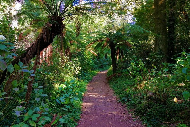 Bussaco Forest Walking Experience, Half Day From Coimbra