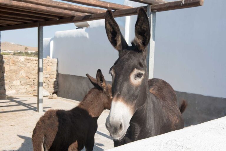 From Mykonos: Ano Mera Farm Tour