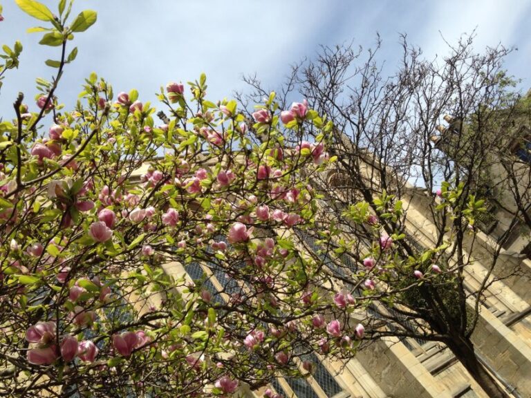 Oxford: Morse/Lewis and Endeavour Walking Tour