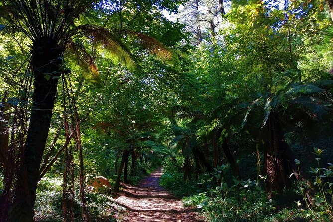 Bussaco Forest Walking Experience, Half Day From Coimbra - Meeting Point Information