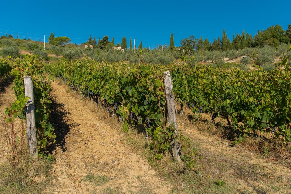 A Wine Bliss in Montalcino, Montepulciano, Val DOrcia - Restrictions