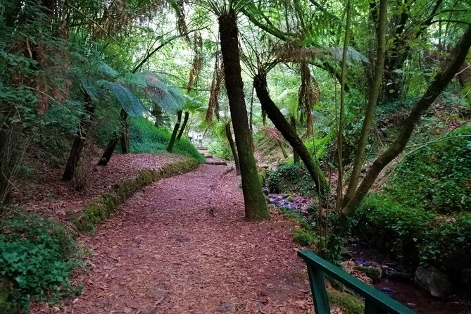 Bussaco Forest Walking Experience, Half Day From Coimbra - What to Bring