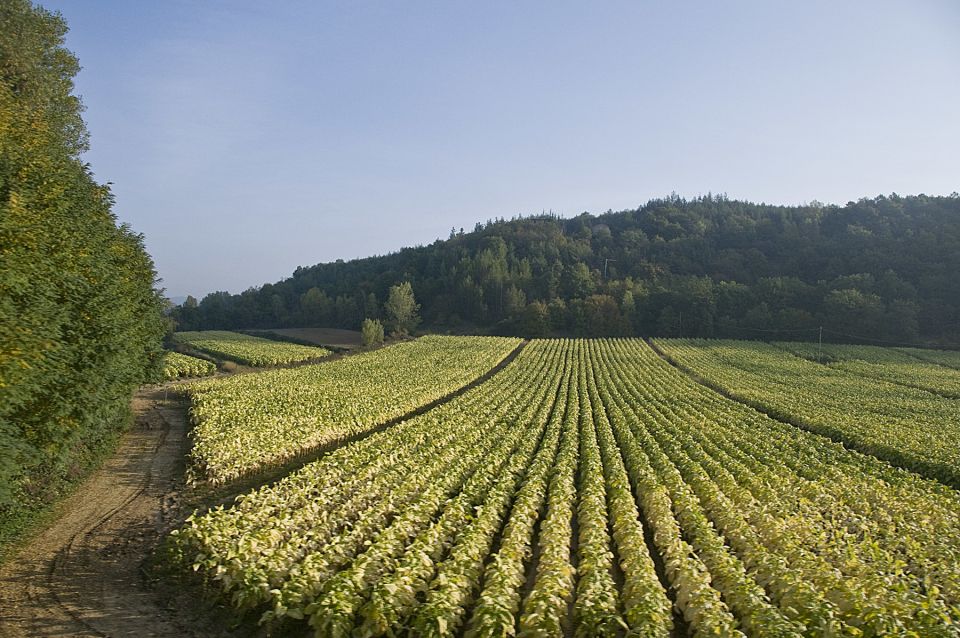 Rome: Wine Tasting and Pizza Making Class at a Vineyard - Tour Experience