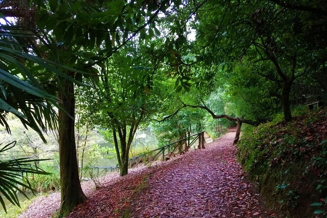 Bussaco Forest Walking Experience, Half Day From Coimbra - Booking and Pricing