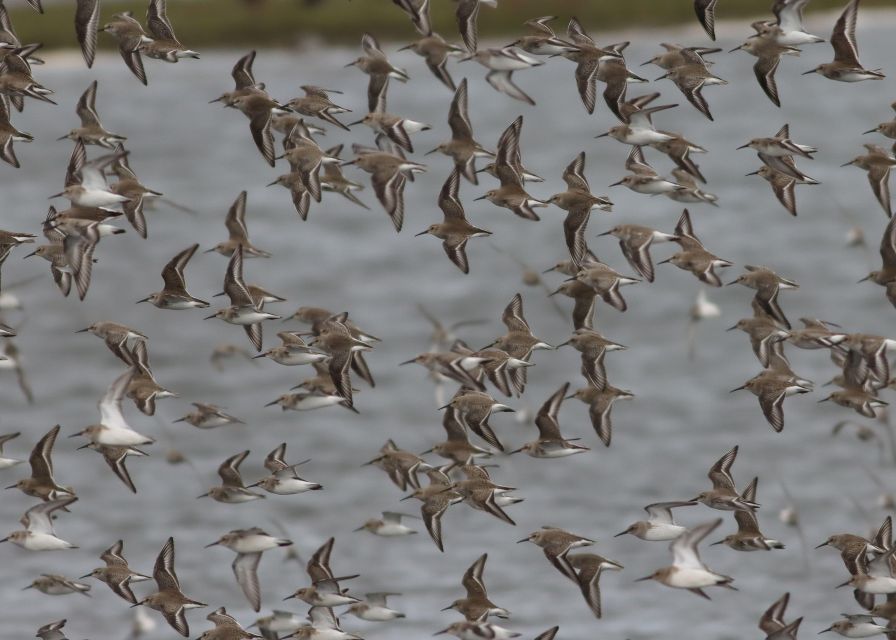 Full Day Birding - Inclusions and Meeting Point