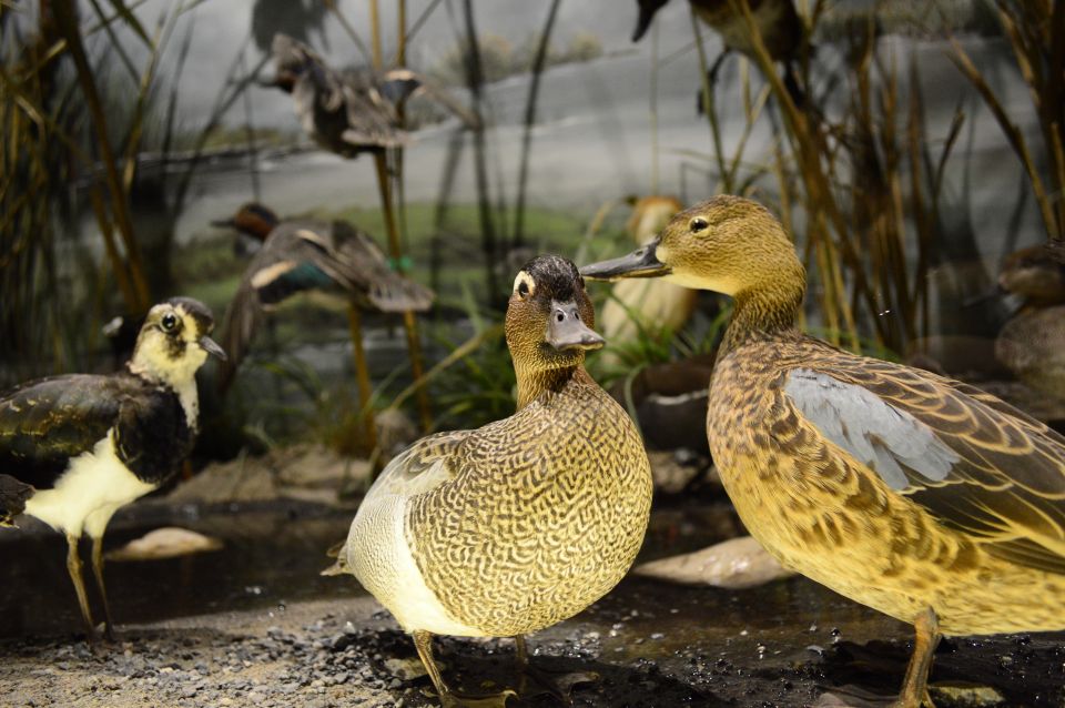 Meteora: Natural History Museum and Mushroom Museum Tour - Practical Visitor Information