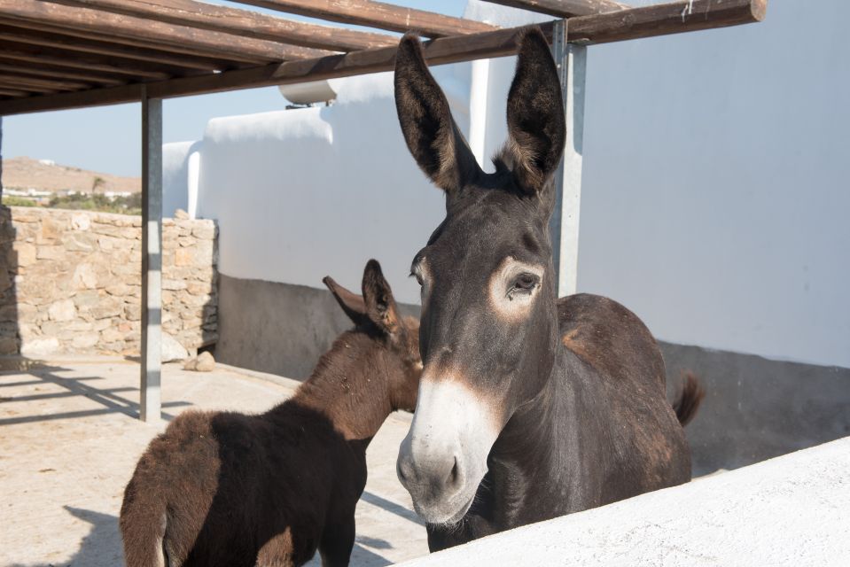 From Mykonos: Ano Mera Farm Tour - Farm Superintendent