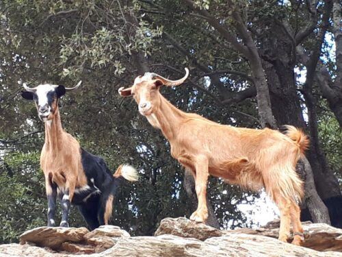 Andros Watermills Guided Hiking Tour - Common questions