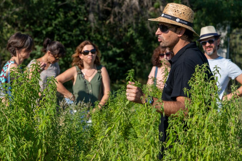 Lavender Field & Distillery Tour Between Nimes & Arles - Traveler Recommendations