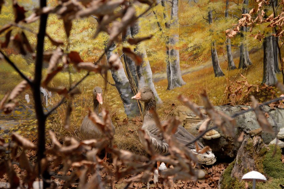 Meteora: Natural History Museum and Mushroom Museum Tour - Common questions