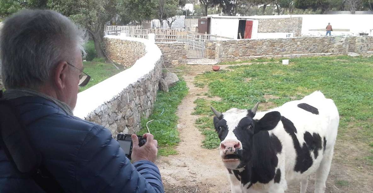 From Mykonos: Ano Mera Farm Tour - Last Words