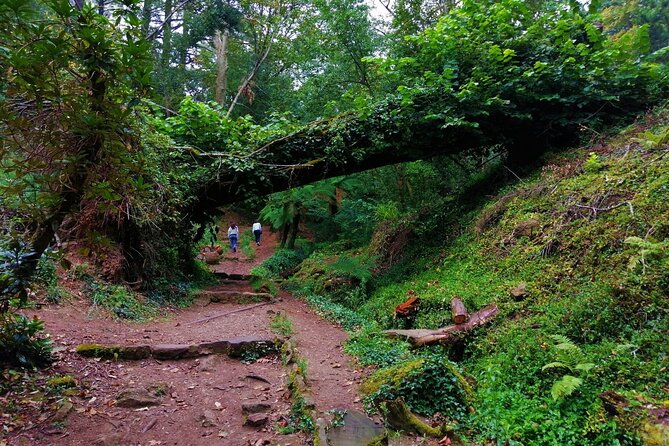 Bussaco Forest Walking Experience, Half Day From Coimbra - Key Points