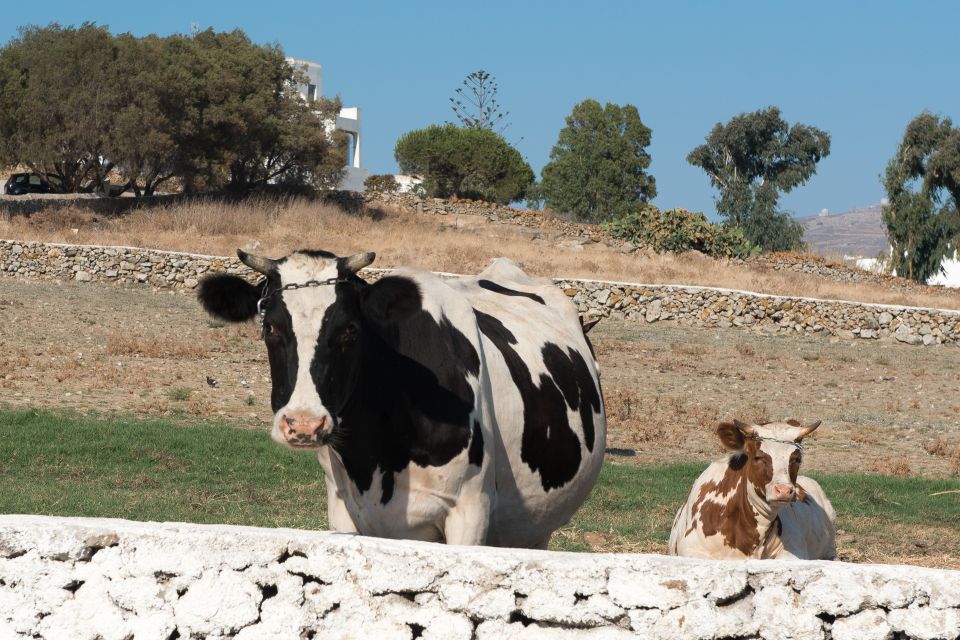 From Mykonos: Ano Mera Farm Tour - Tour Details