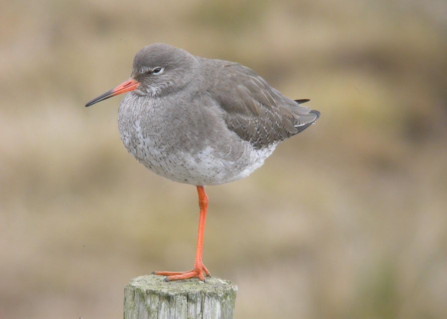 Full Day Birding - Key Points