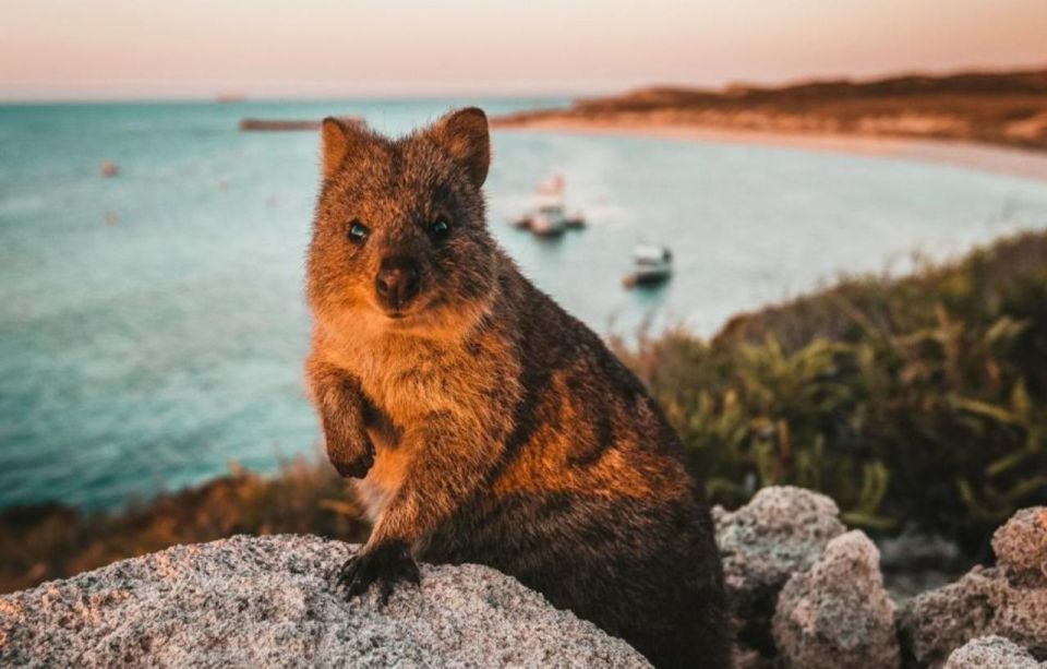 Rottnest Island: Lakes & Bays Guided 12km Hike - Key Points