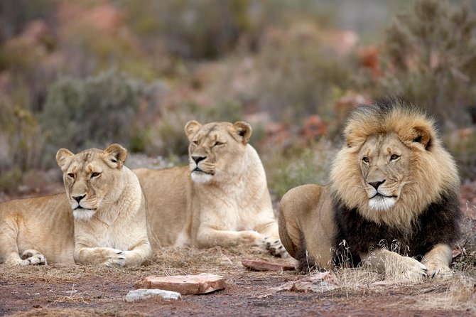 Aquila Safari Game Drive, Lunch & Shared Transfers From Cape Town