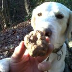 1 barolo truffle hunting and wine tasting Barolo: Truffle Hunting and Wine Tasting