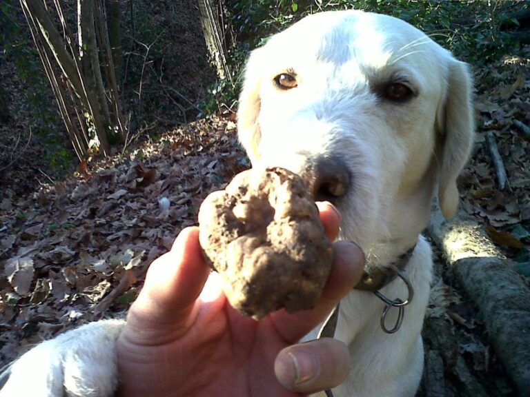 Barolo: Truffle Hunting and Wine Tasting