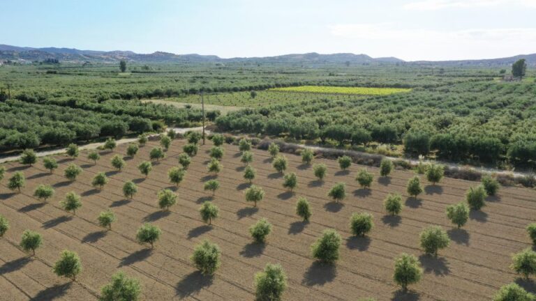 Cretan Farm Tour With Cheese-Making & Food Picnic