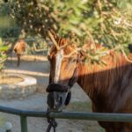 1 crete horse riding cretan countryside ride Crete Horse Riding: Cretan Countryside Ride