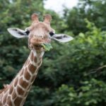 1 dunstable whipsnade zoo full day entrance ticket Dunstable: Whipsnade Zoo Full-Day Entrance Ticket