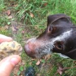 1 from gavi piedmont truffle hunting experience with tasting From Gavi: Piedmont Truffle Hunting Experience With Tasting