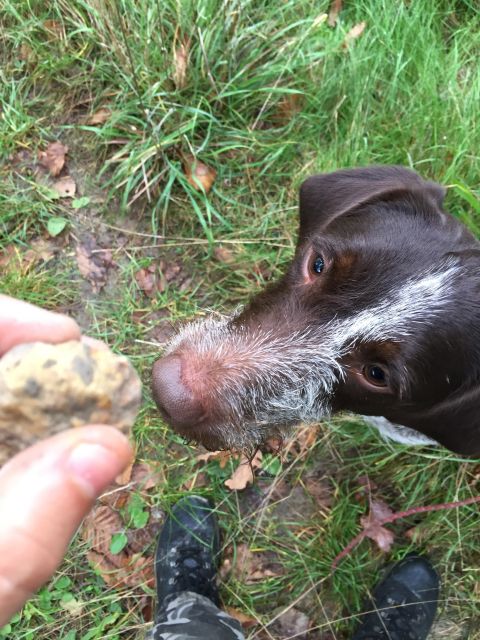 From Gavi: Piedmont Truffle Hunting Experience With Tasting