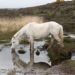 1 introduction to the new forest wilverley Introduction to the New Forest (Wilverley)