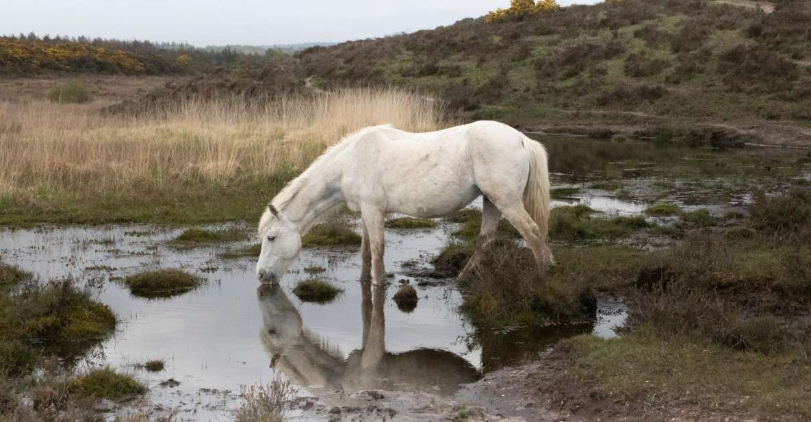 1 introduction to the new forest wilverley Introduction to the New Forest (Wilverley)