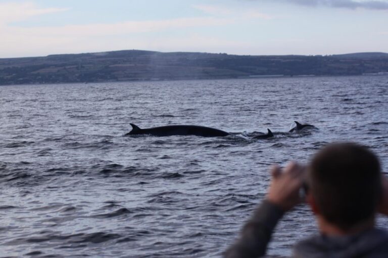 Penzance: Lands End Boat Tour With Wildlife Guides