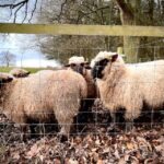 1 shropshire sheep trekking Shropshire Sheep Trekking