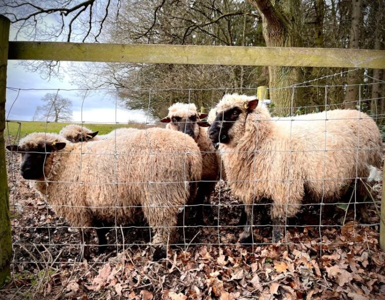 Shropshire Sheep Trekking