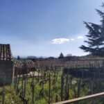 1 sicily etna volcano and wine tasting tour Sicily: Etna Volcano and Wine Tasting Tour