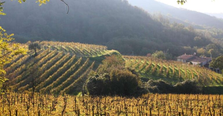 Wine Tour in the Euganean Hills From Padua