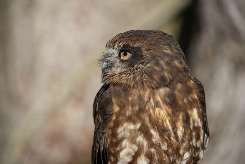 1 york york bird of prey centre entry ticket York: York Bird of Prey Centre Entry Ticket