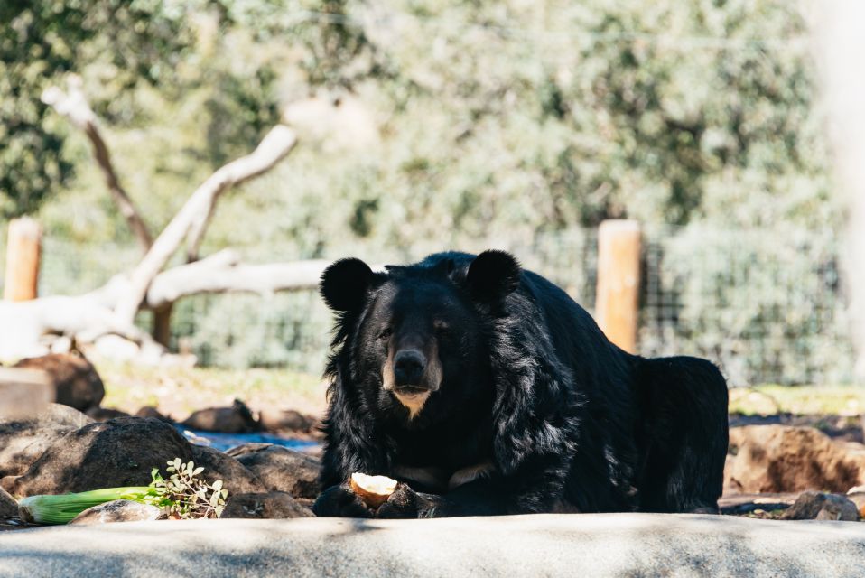 Alpine: Lions Tigers & Bears Animal Sanctuary Guided Visit - Experience Highlights