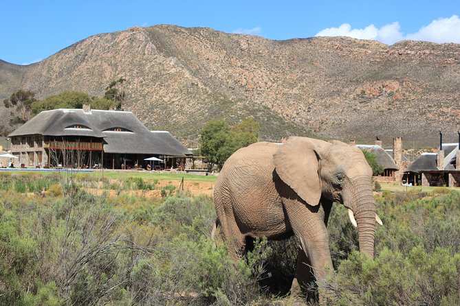 Aquila Safari Game Drive, Lunch & Shared Transfers From Cape Town - Customer Reviews