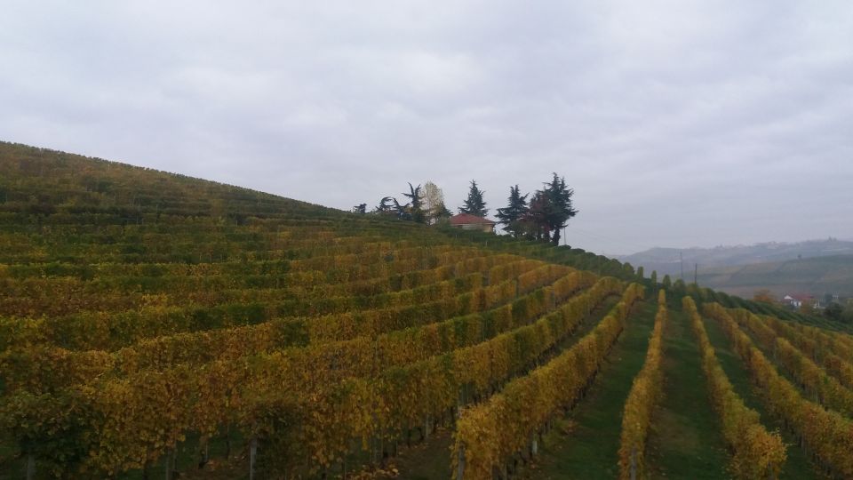 Barolo: Truffle Hunting and Wine Tasting - Booking Information