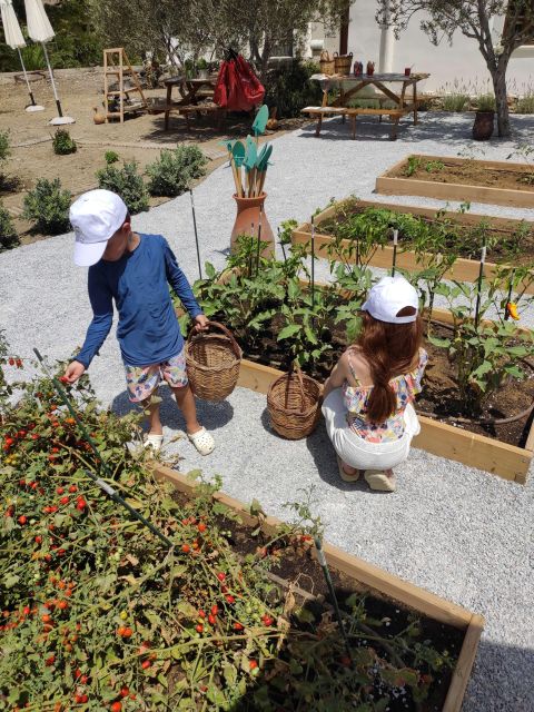 Family Experience in Eggares Olive Oil Museum - Restrictions