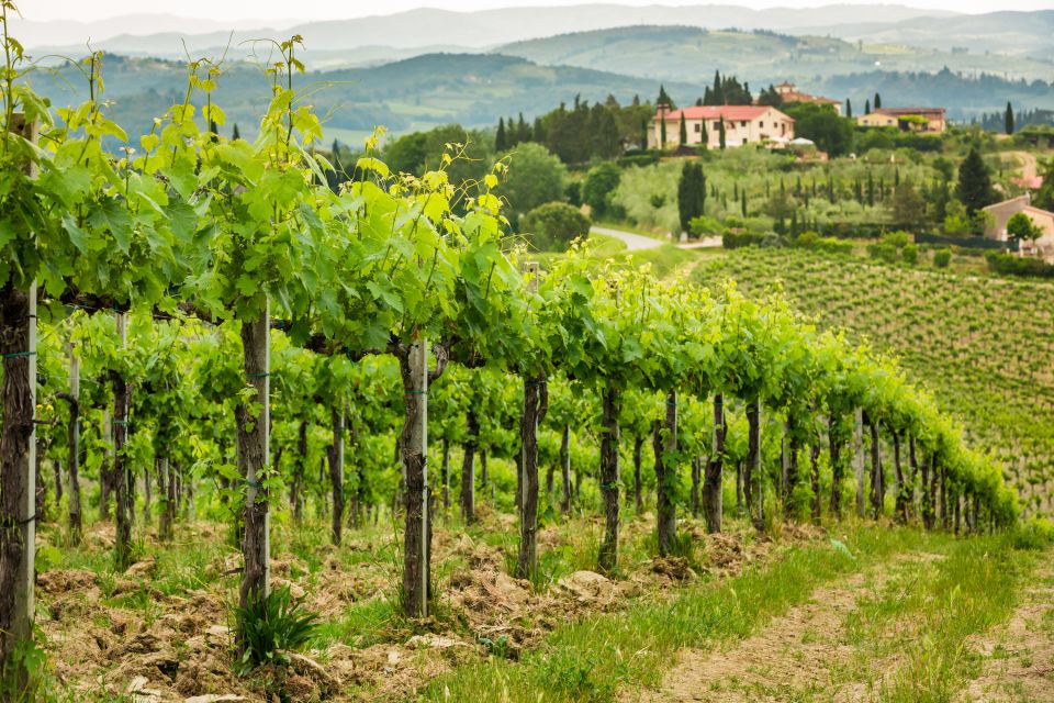 From Rome: Private Frascati Tour With Lunch & Wine Tasting - Experience Highlights