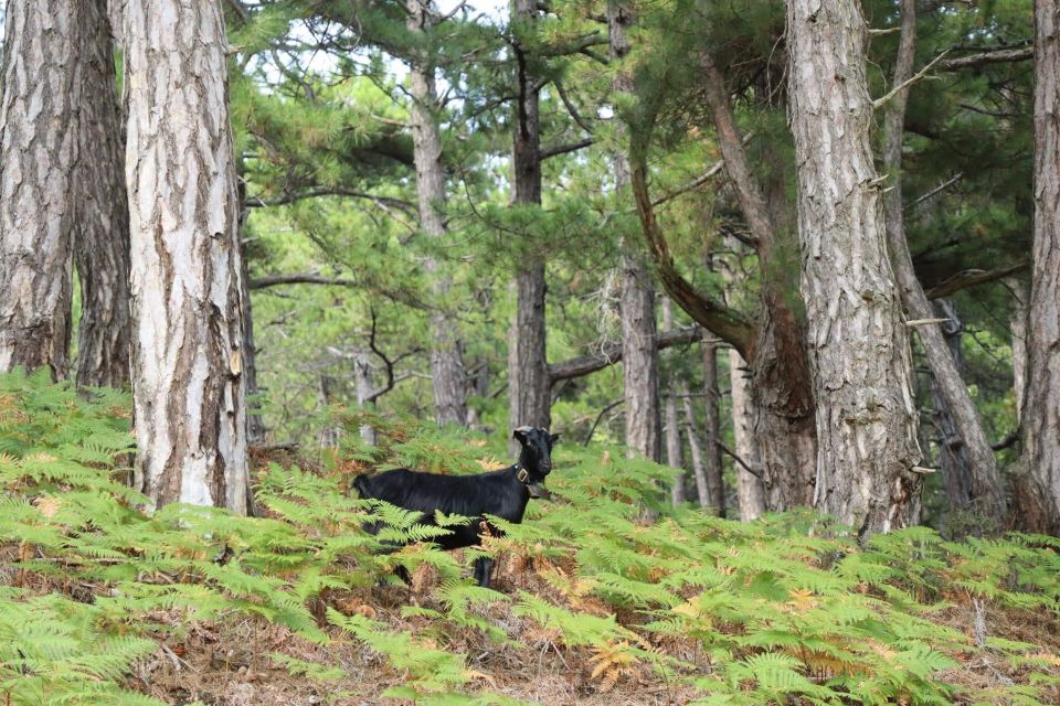 Jeep Safari in Thassos Mountain - Inclusions and Exclusions