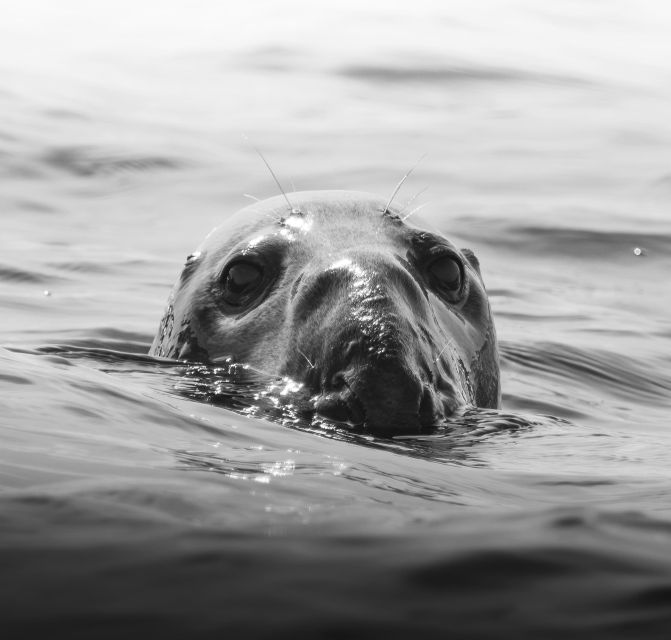 Penzance: Lands End Boat Tour With Wildlife Guides - Booking Details