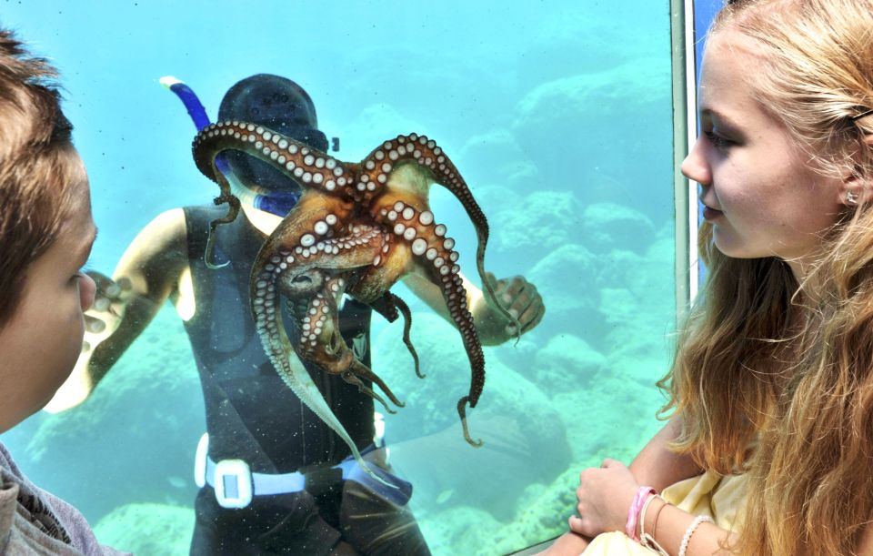 Rhodes Town: Yellow Submarine Cruise With Underwater Views - Underwater Experience